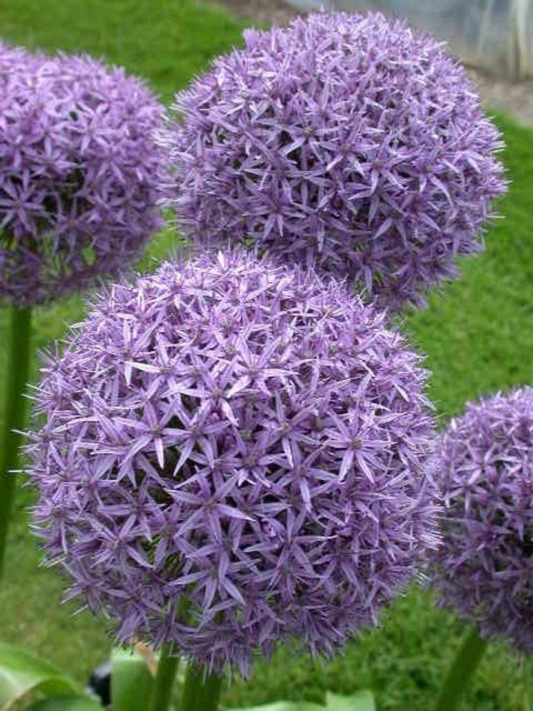 Sue Townsend Garden Design Plant Combinations