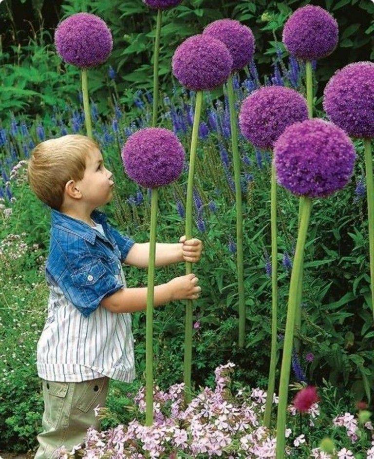 Allium Sculpture Ideas