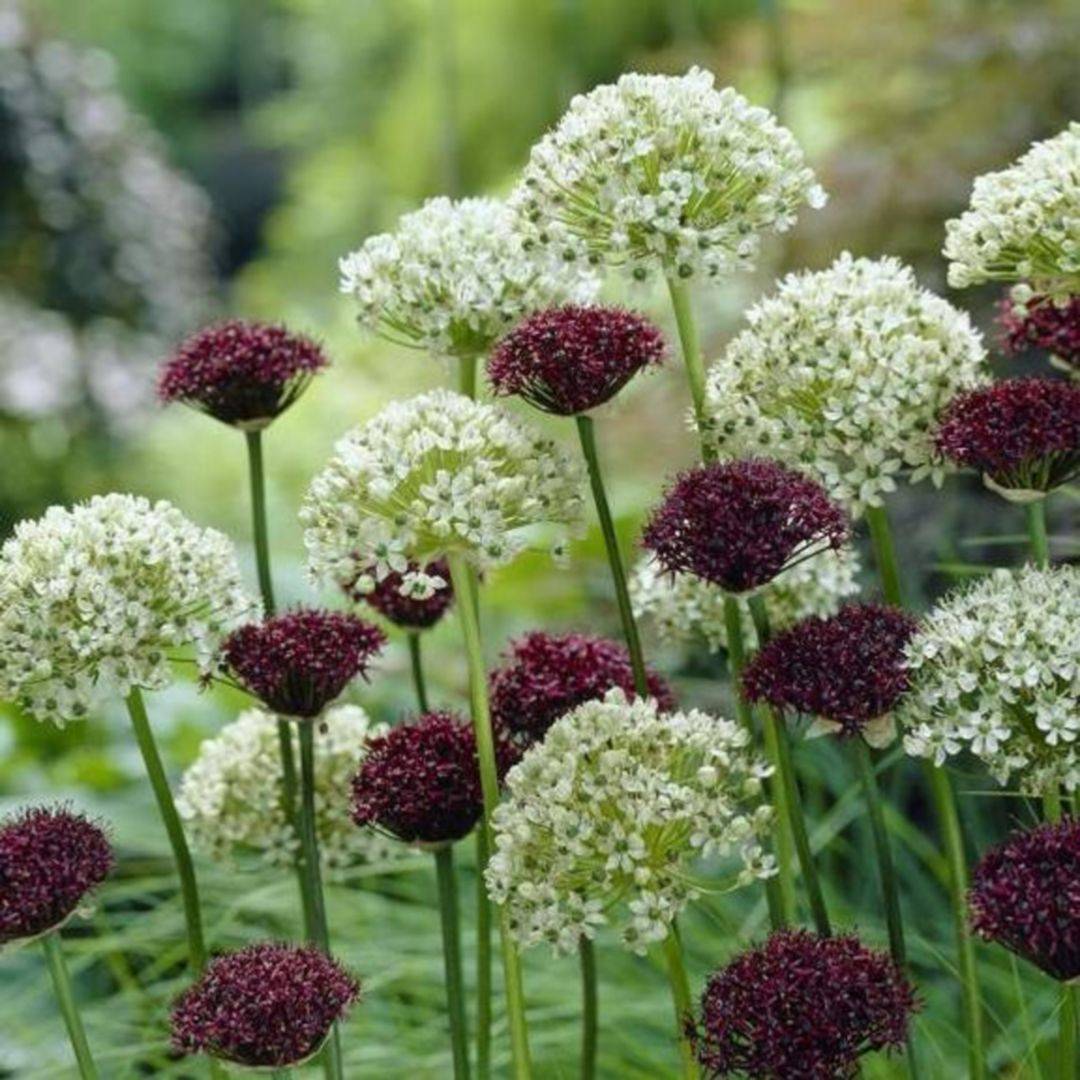 Allium Sculpture Ideas