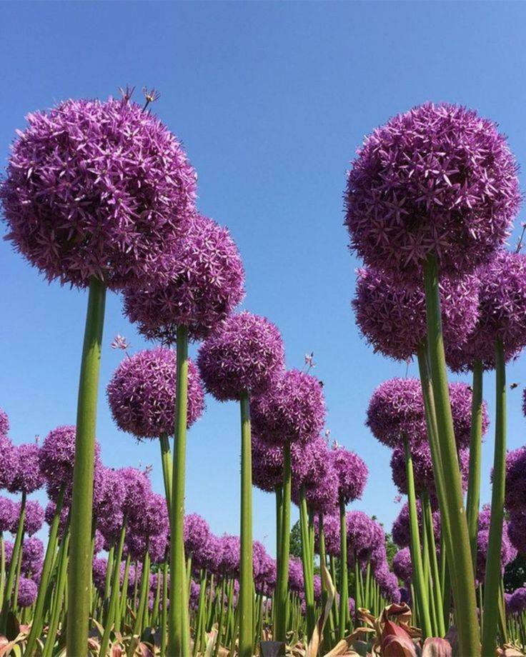 Allium Sculpture Ideas