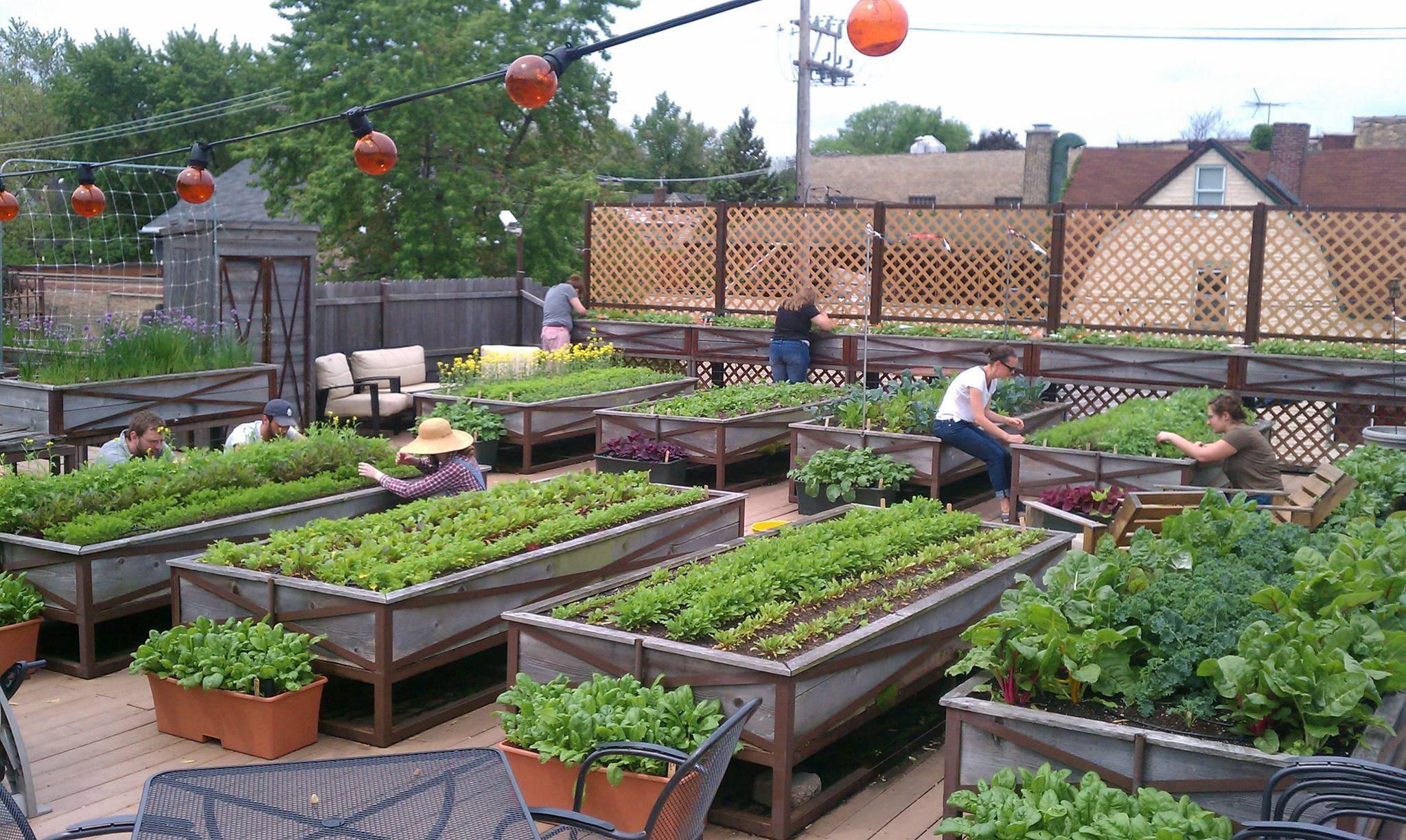 Rooftop Vegetable Garden Ideas