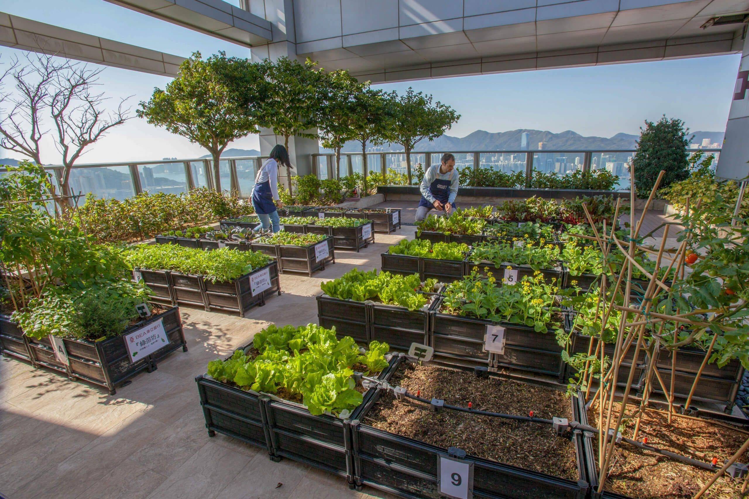 City Rooftop Vegetable Garden