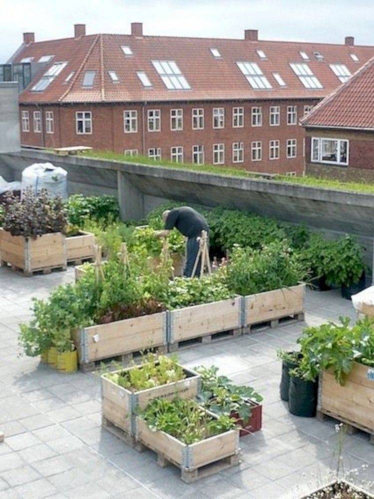 Growing Vegetables