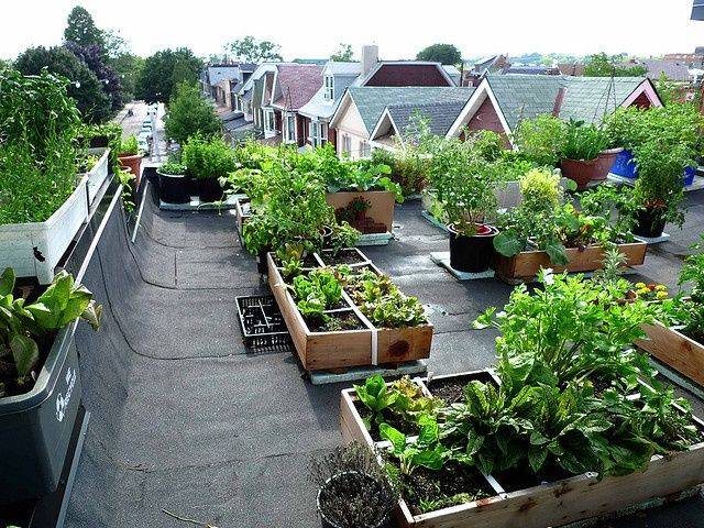 Rooftop Terrace Vegetable Garden Ideas Perfect Image Resource Duwikw