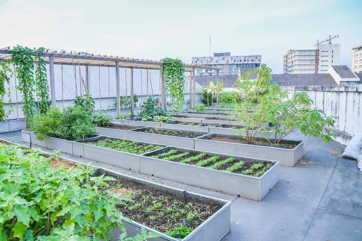 Rooftop Vegetable Garden Design Ideas Andi Healthy