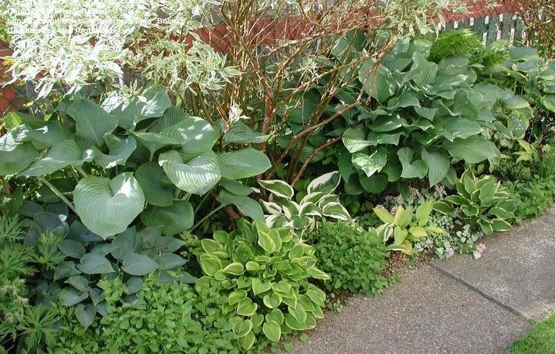 The Chelsea Flower Show