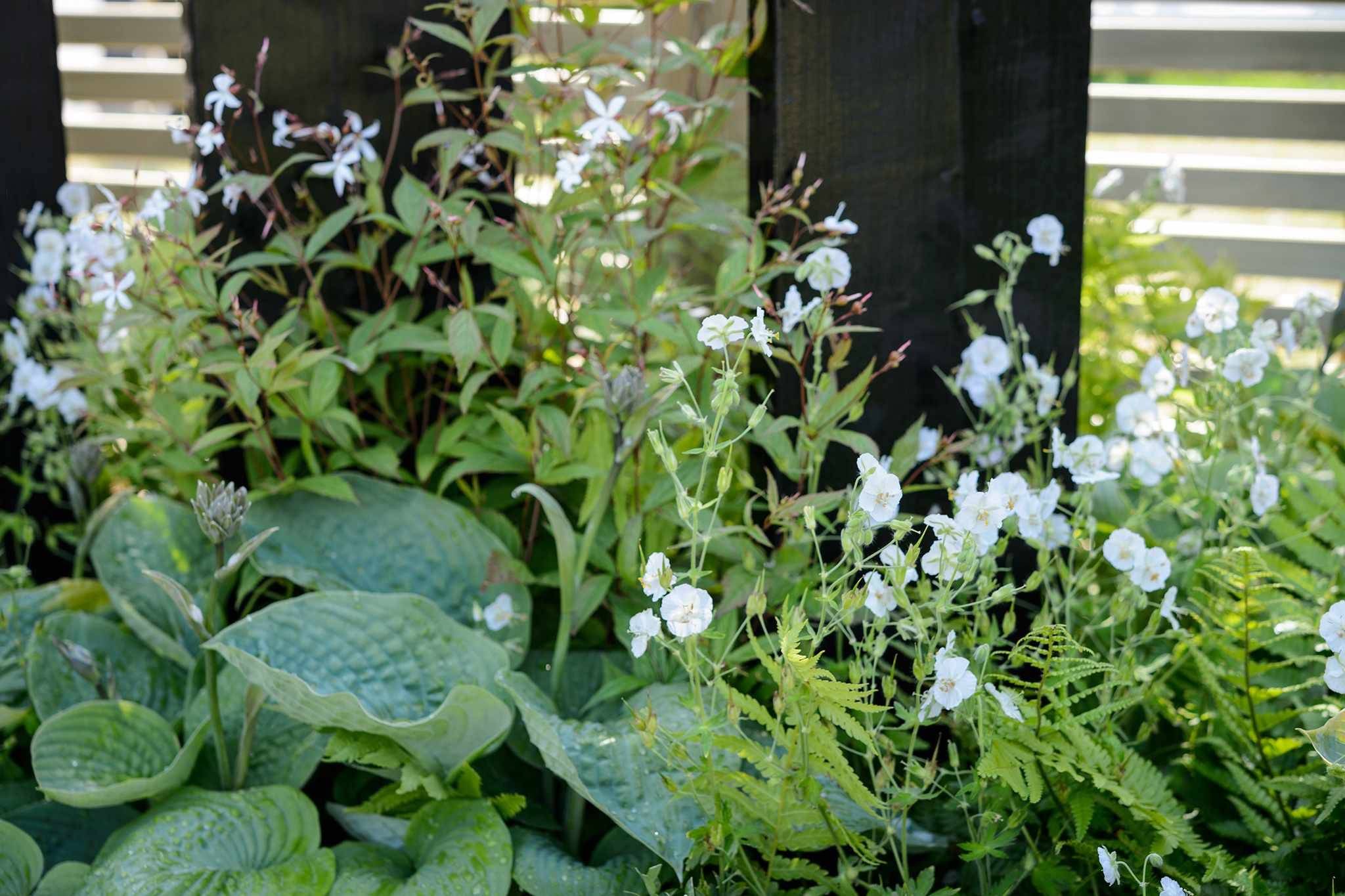 Front Garden Ideas
