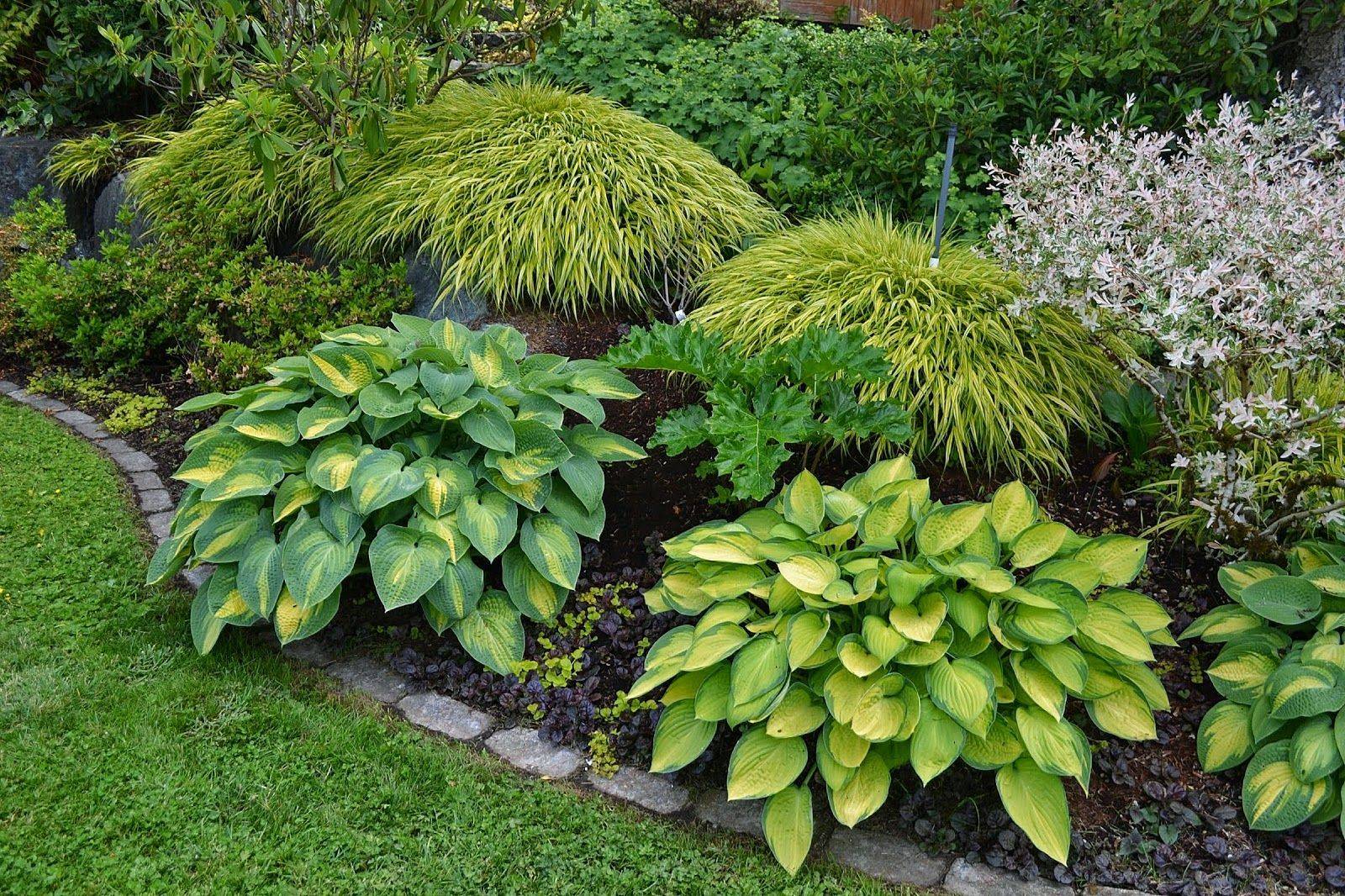 Northfacing Garden Ideas
