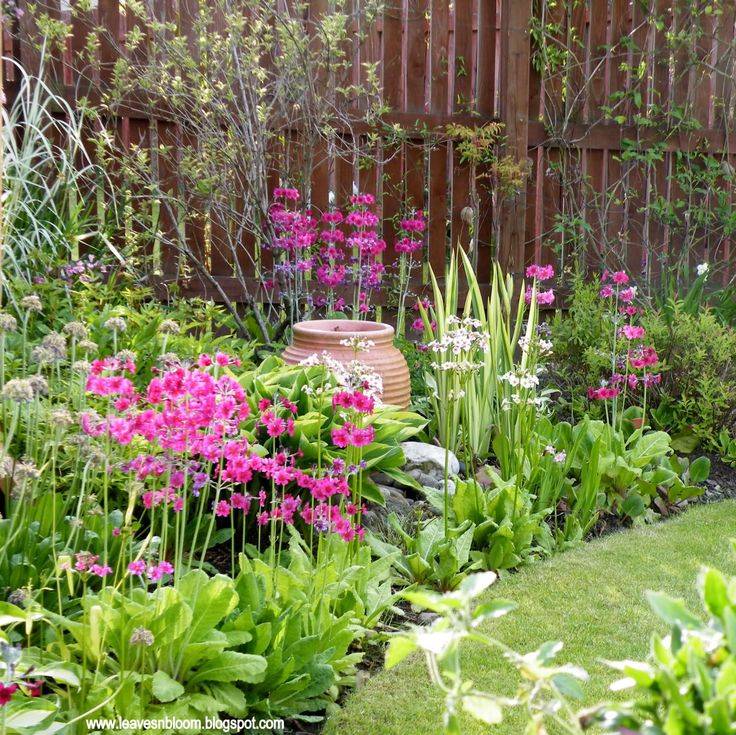 North Facing Garden Tips