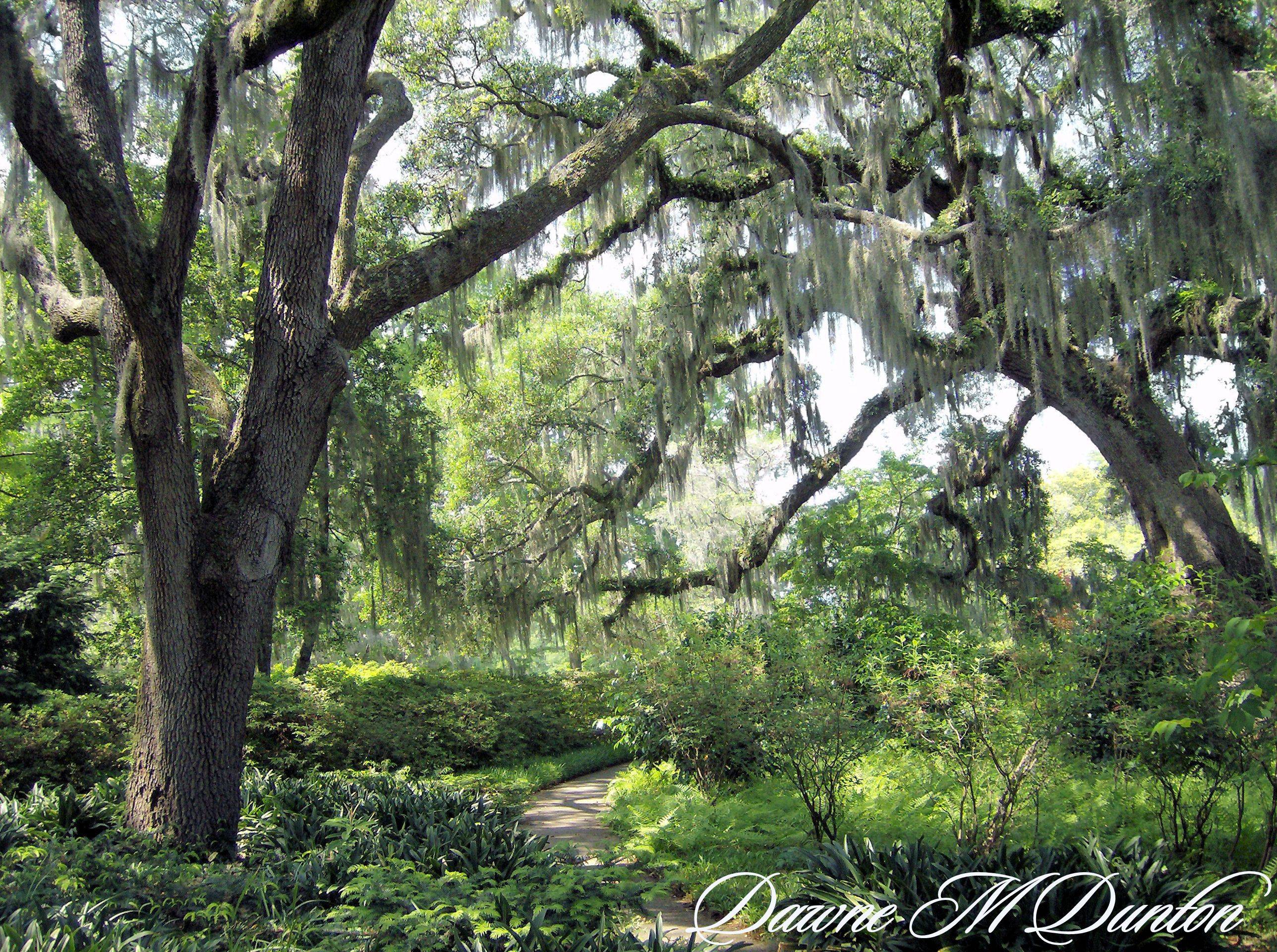 The Beautiful Pawleys Island