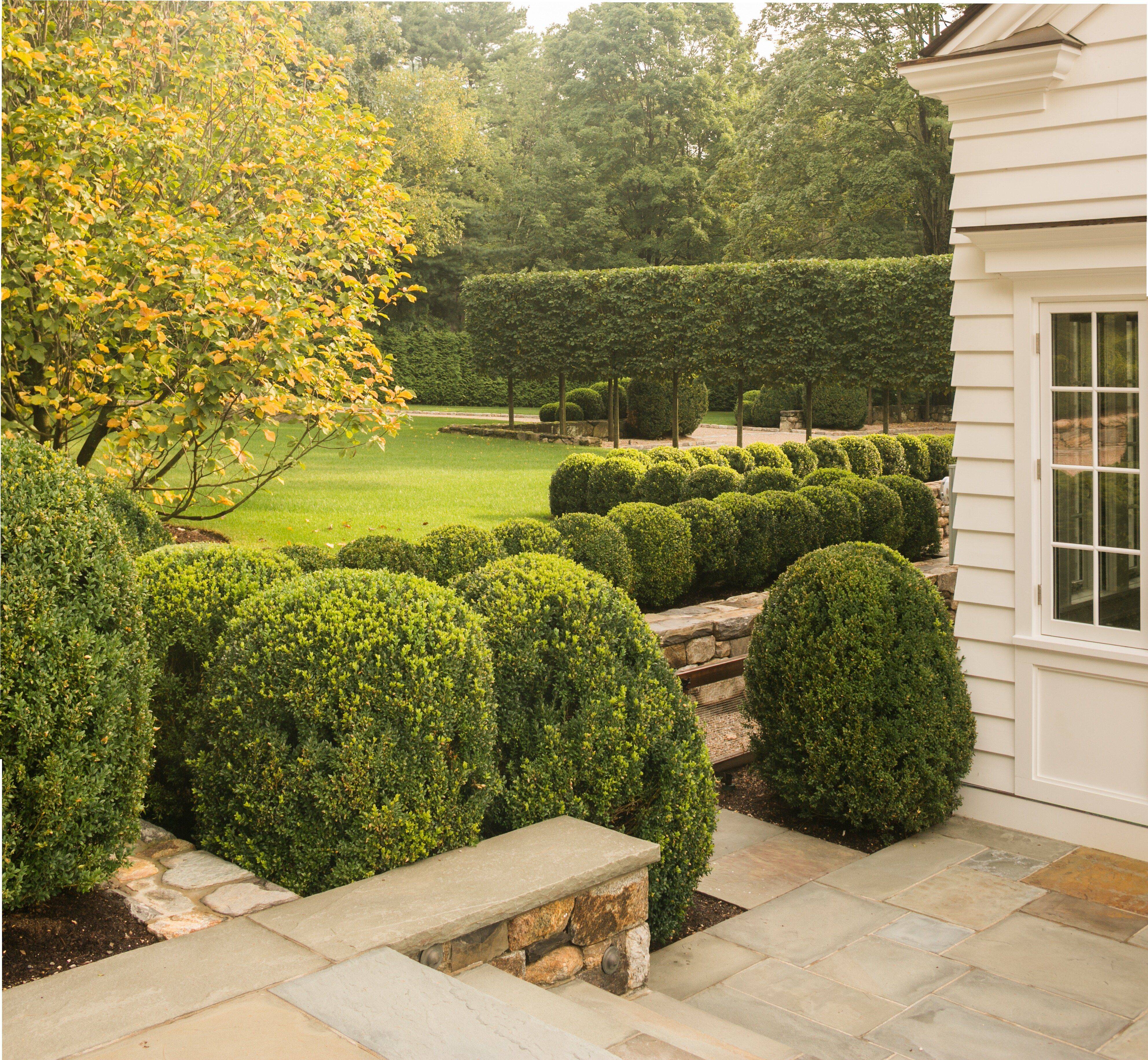 Contemporary California Backyard