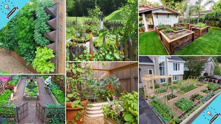 Backyard Vegetable Gardens