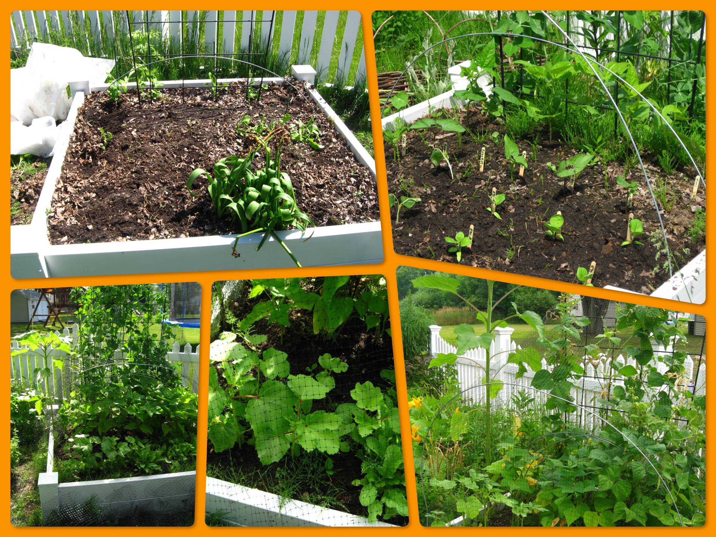 Fantastic Backyard Vegetable Garden Ideas