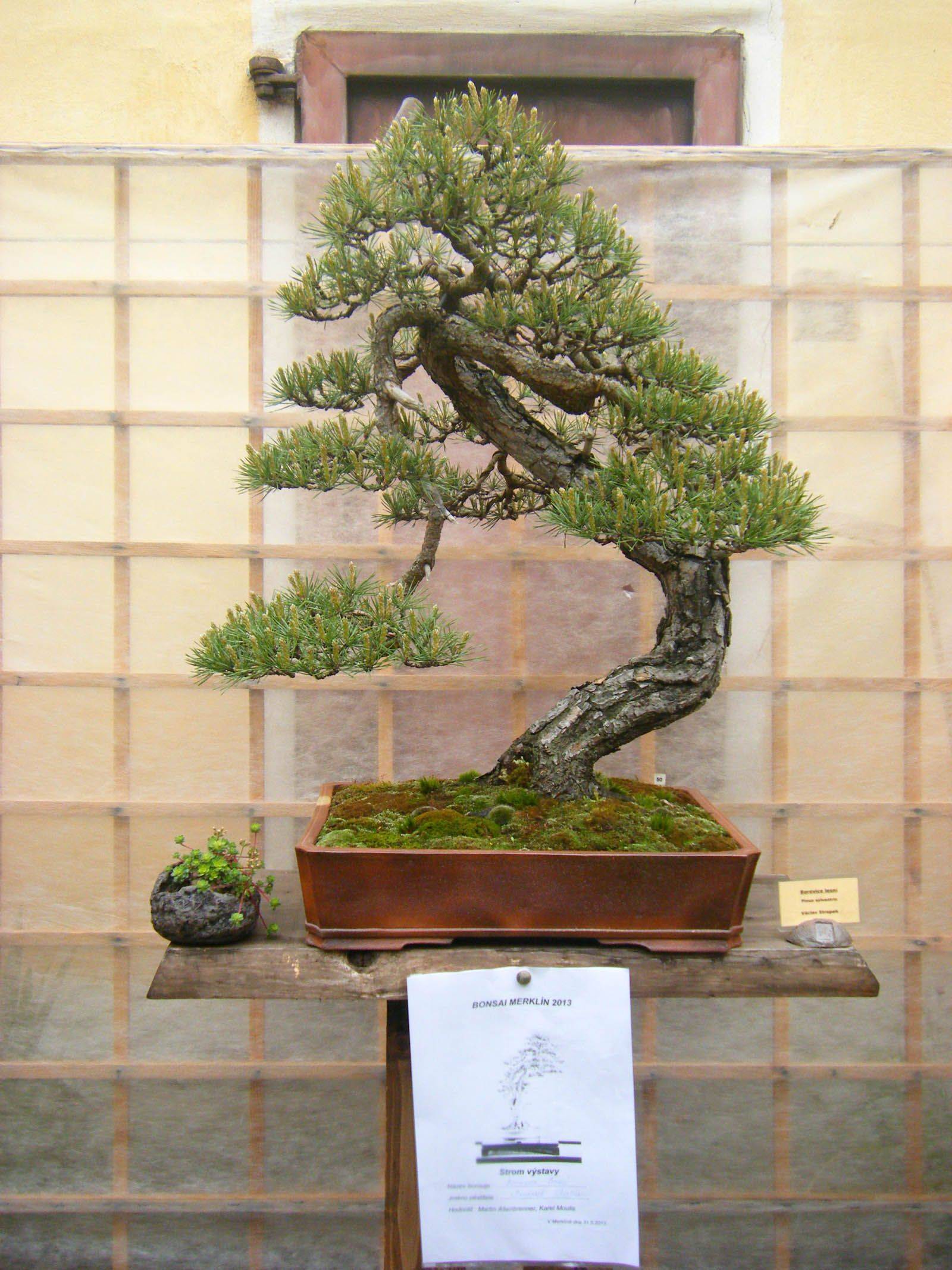 Amazing Bonsai Garden Ideas