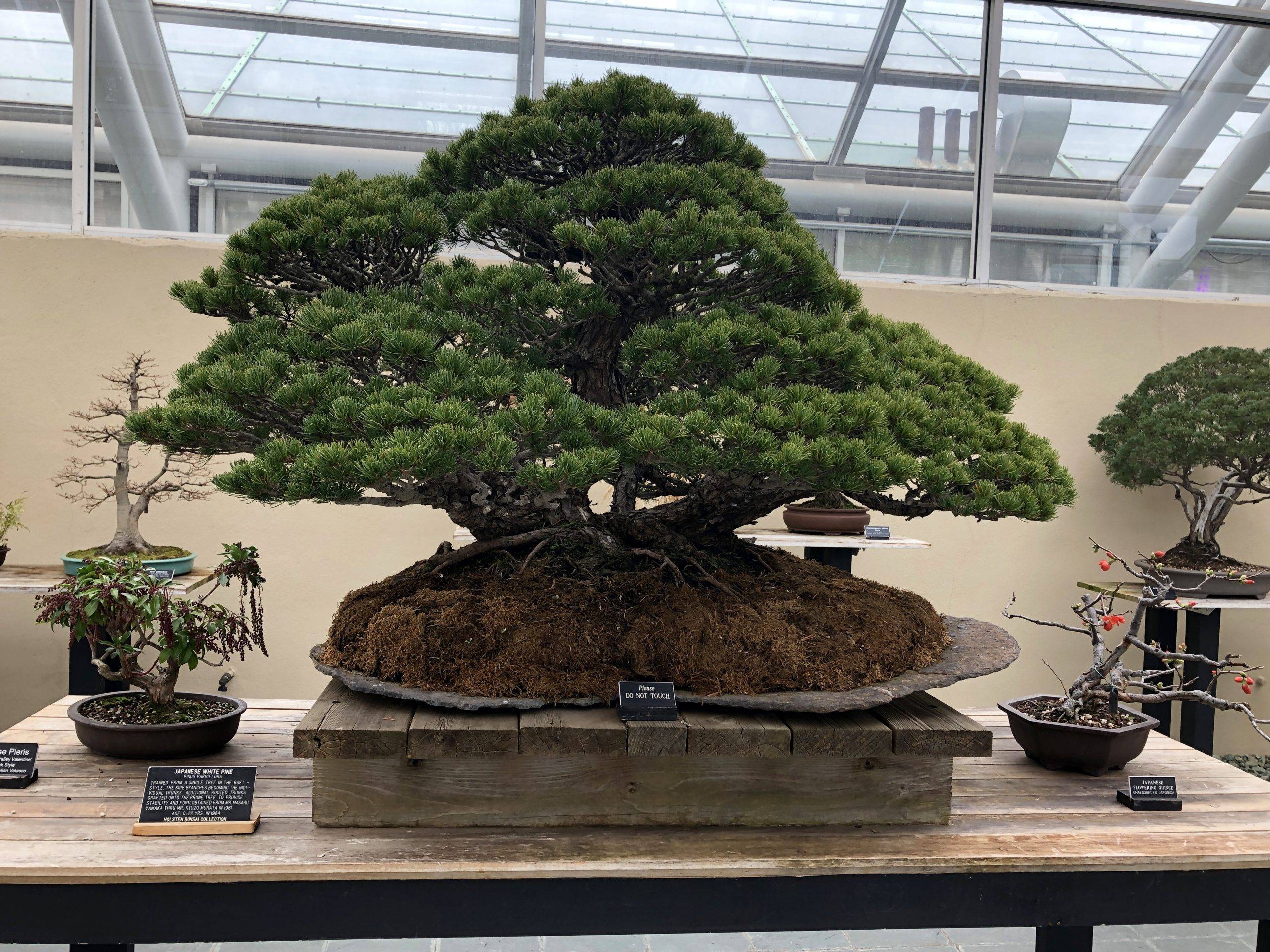 Beautiful Bonsai Trees Gardening Ideas Puredecors