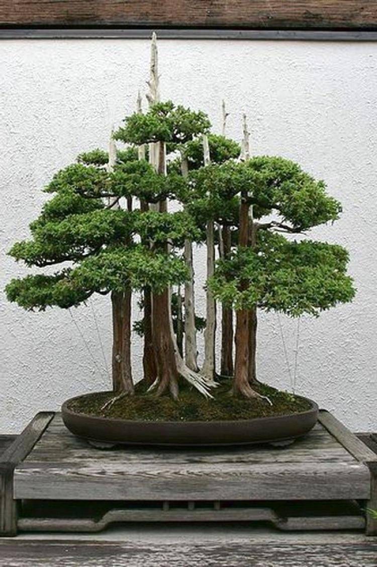 Creative Bonsai Trees Gardening Ideas