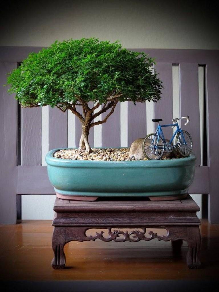 Favorite Bonsai Tree Ideas