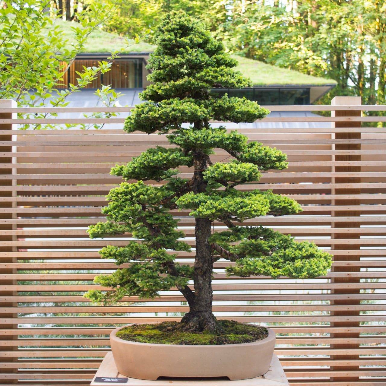 Outdoor Decor