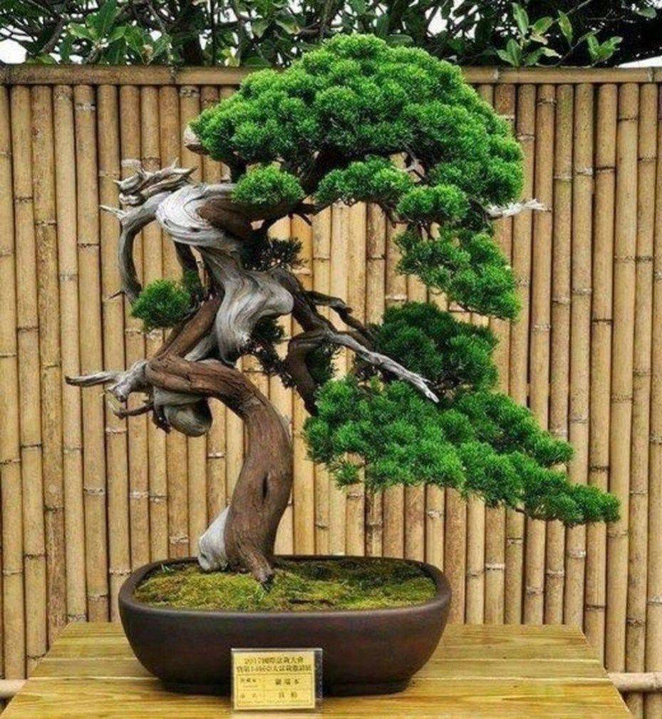 Bonsai Garden Japanese Garden Plants
