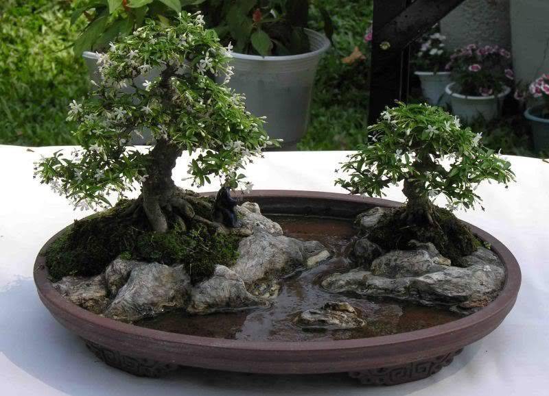 Bonsai Garden Japanese Garden Plants