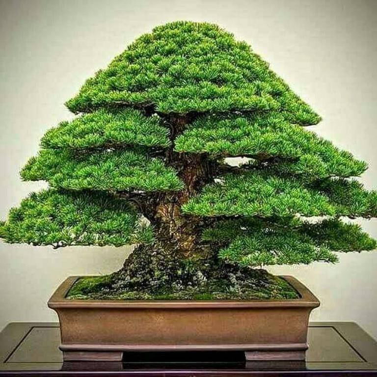 Amazing Big Bonsai Garden Ideas Best