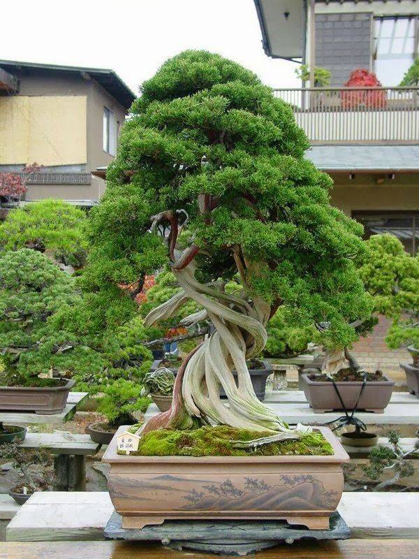Bonsai Tree
