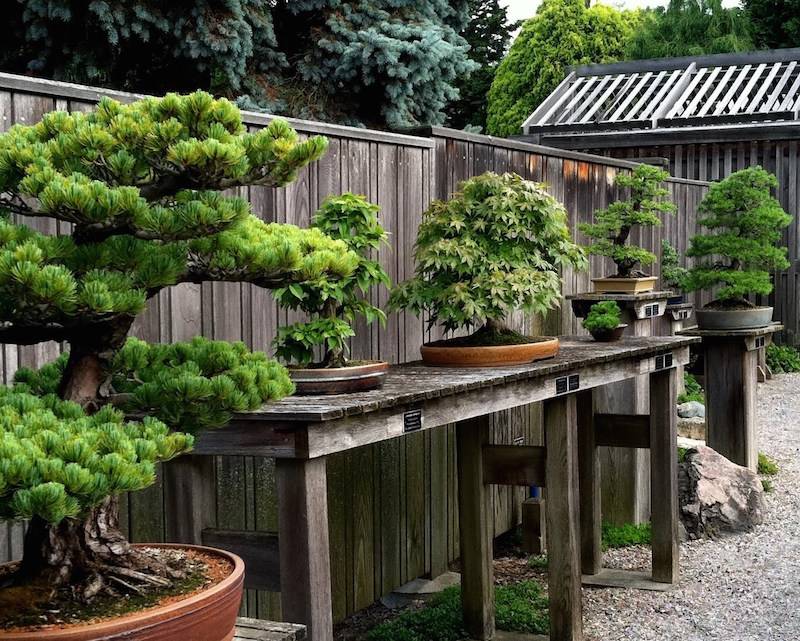 Fairy Garden