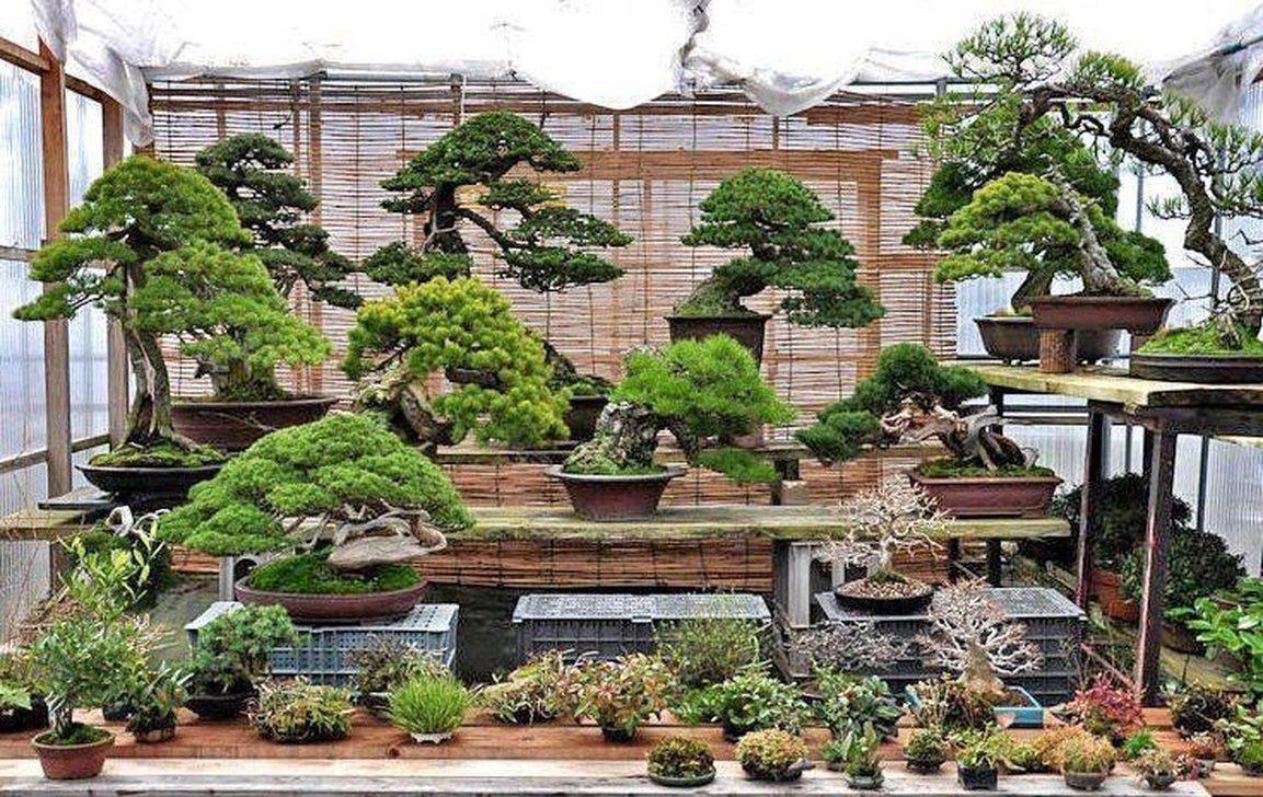 Bonsai Tree Gardener