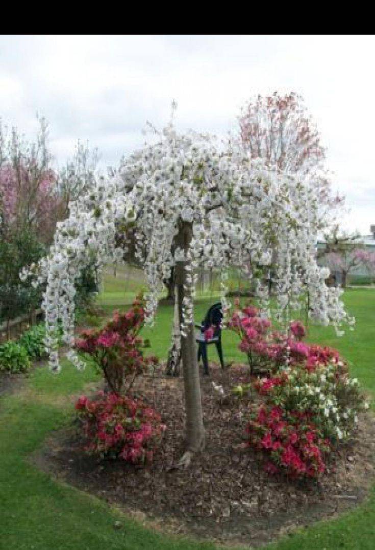 Beautiful Flowering Trees Ideas
