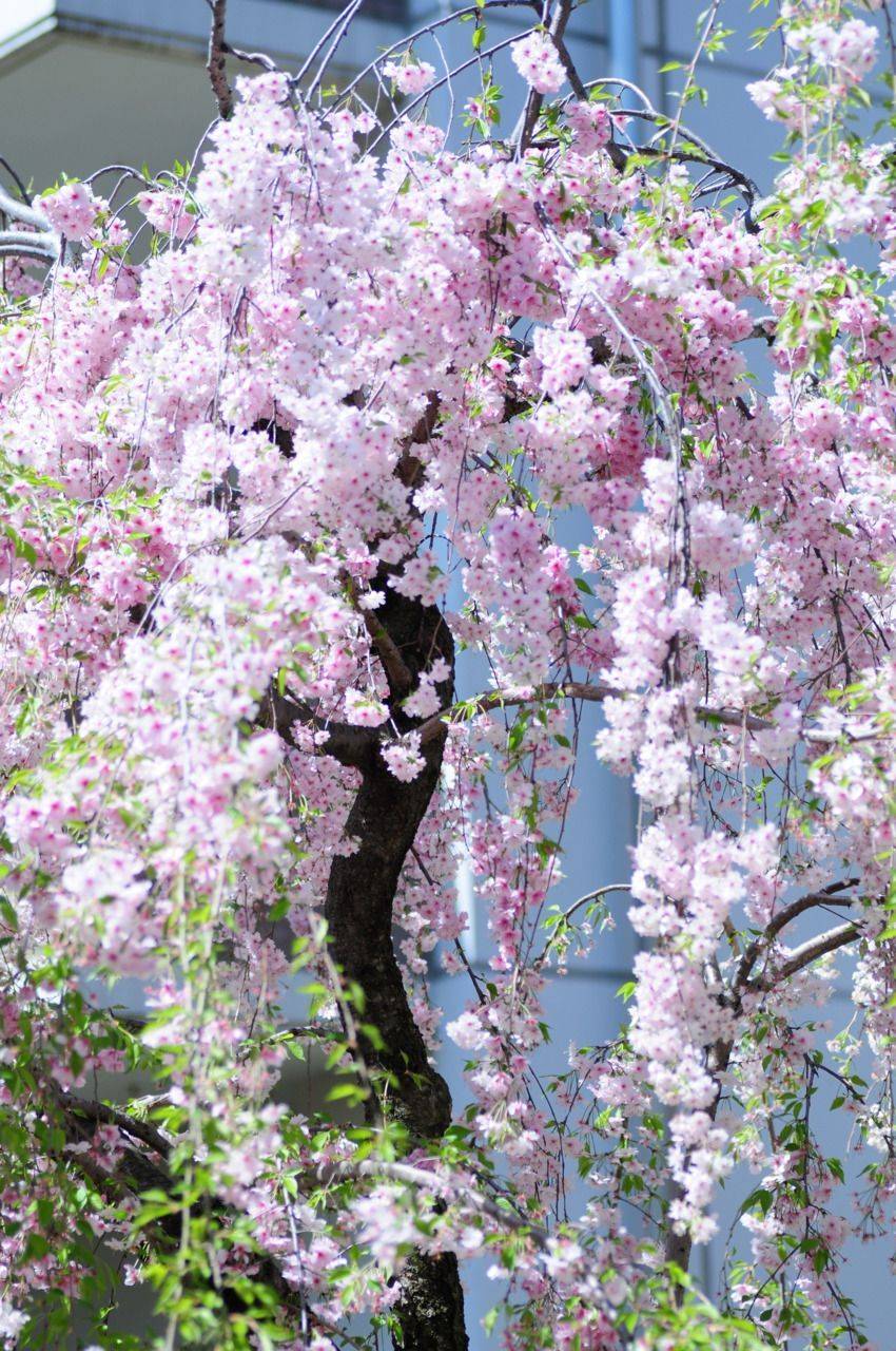 Lovely Flowering Tree Ideas
