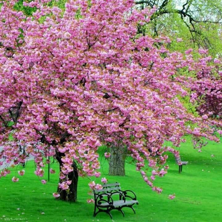 Amazing Beautiful Gardens