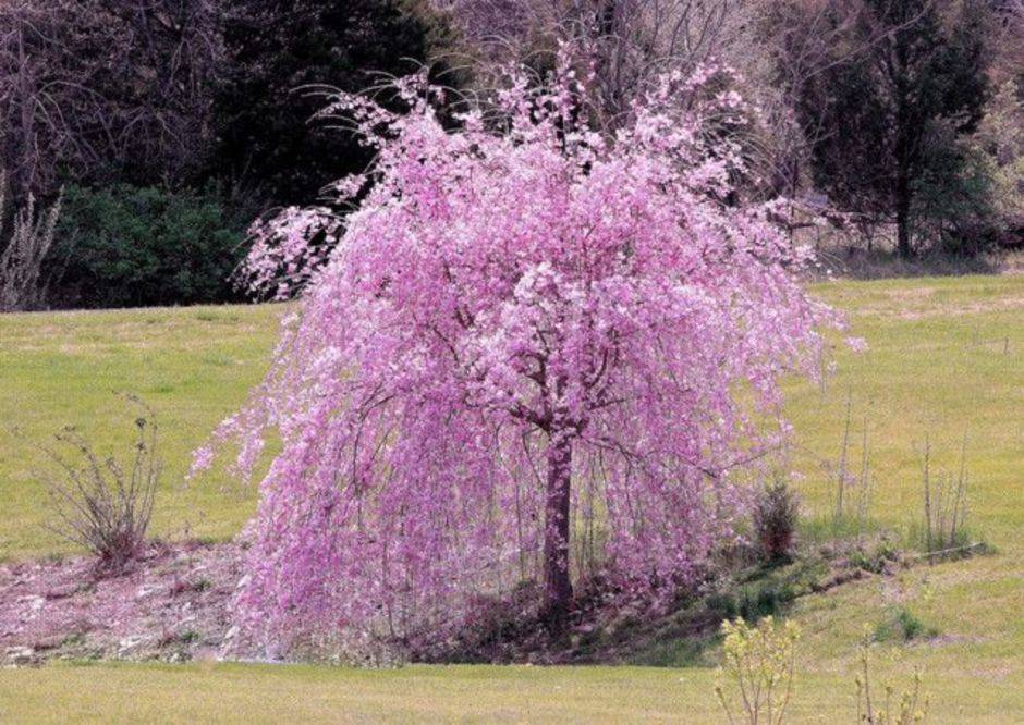 Cherry Blossom Ideas