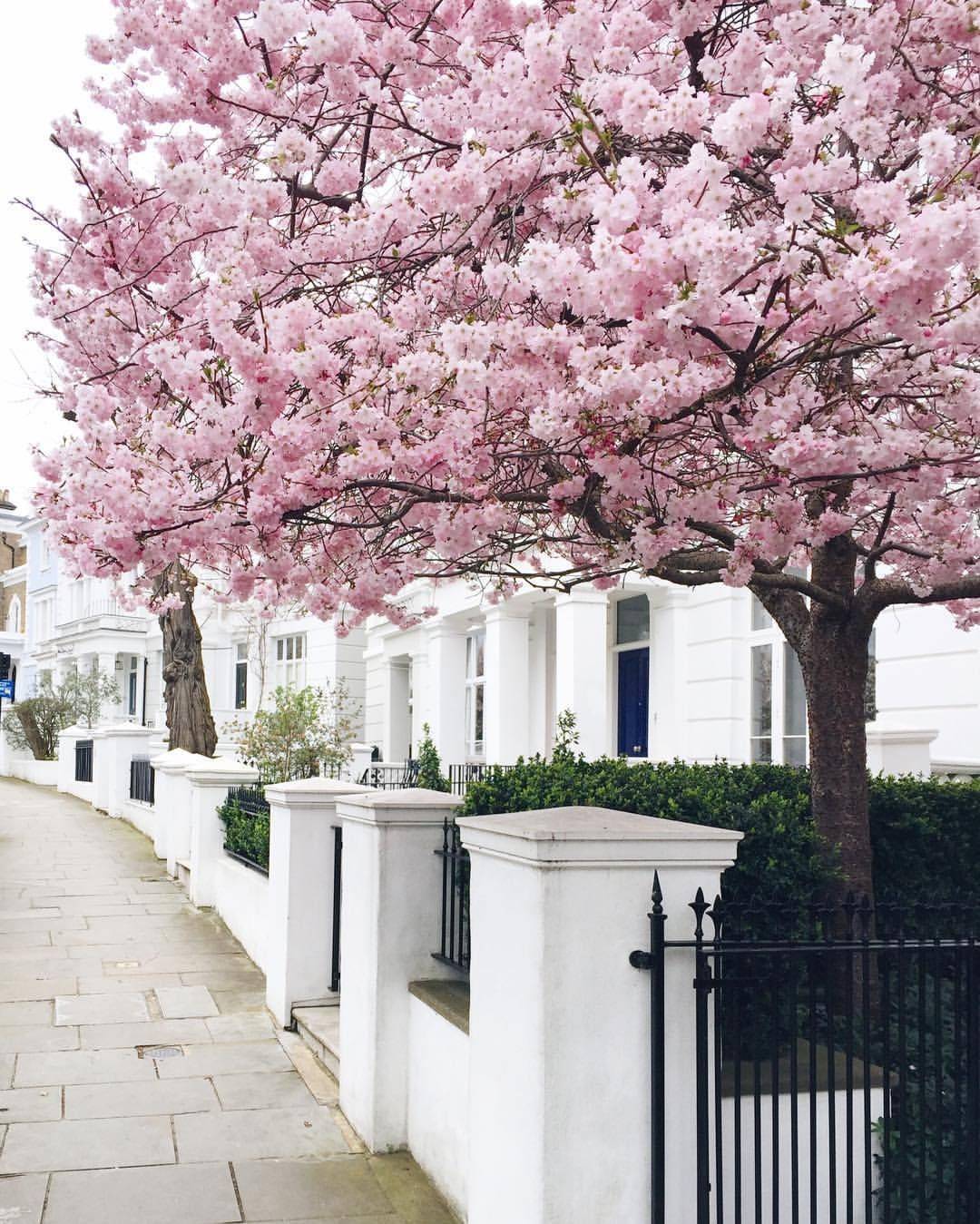Cherry Blossom Tree Blossom Garden
