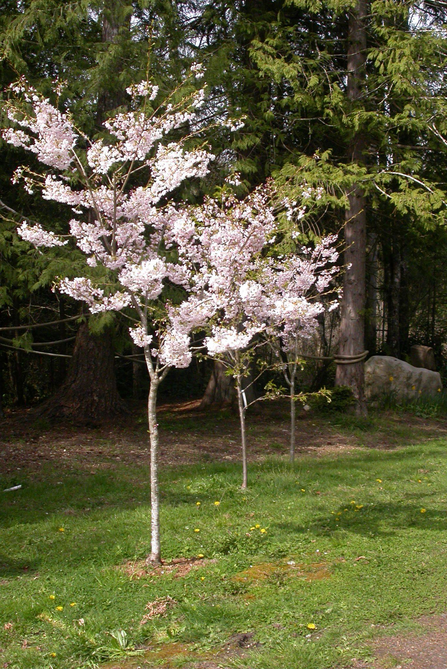 Front Garden Decor Ideas