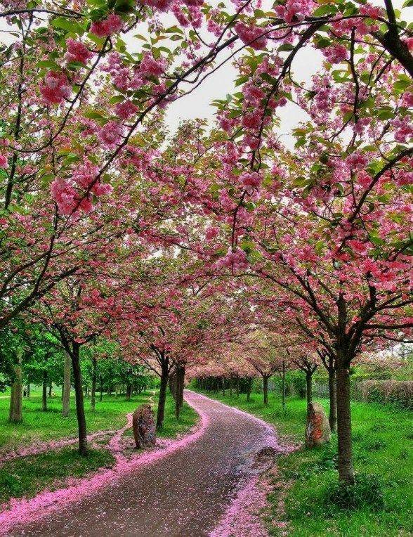 Driveway Landscape