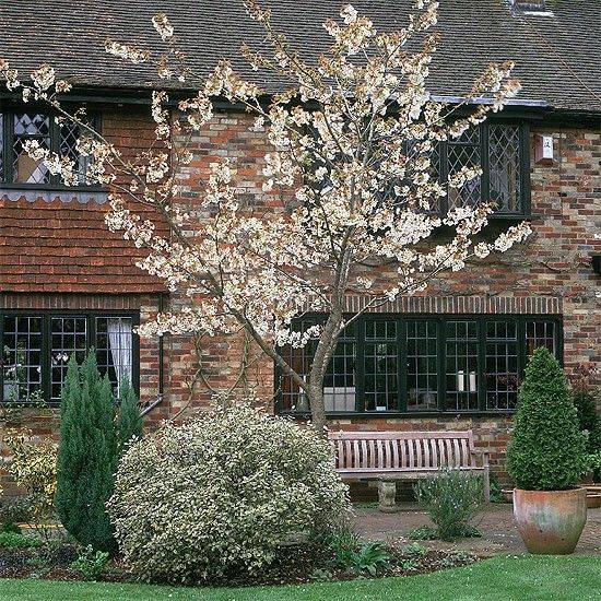 My Weeping Cherry Tree Garden