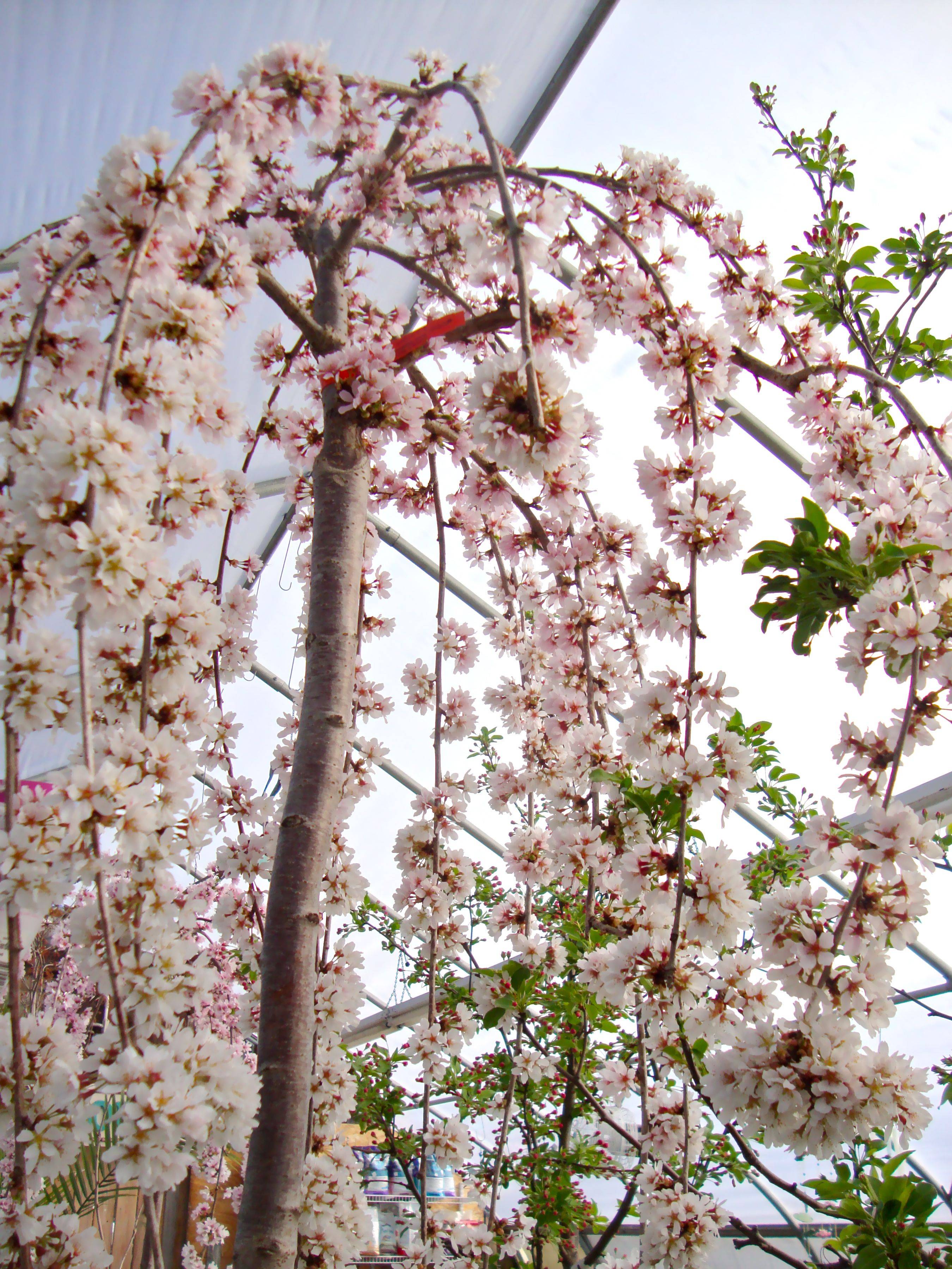 Yard Garden Pinterest Cherry Tree