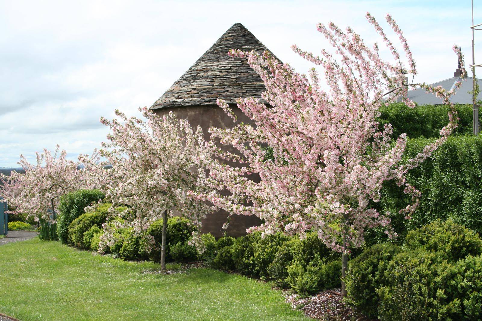 Our Glorious Weeping Cherry Tree