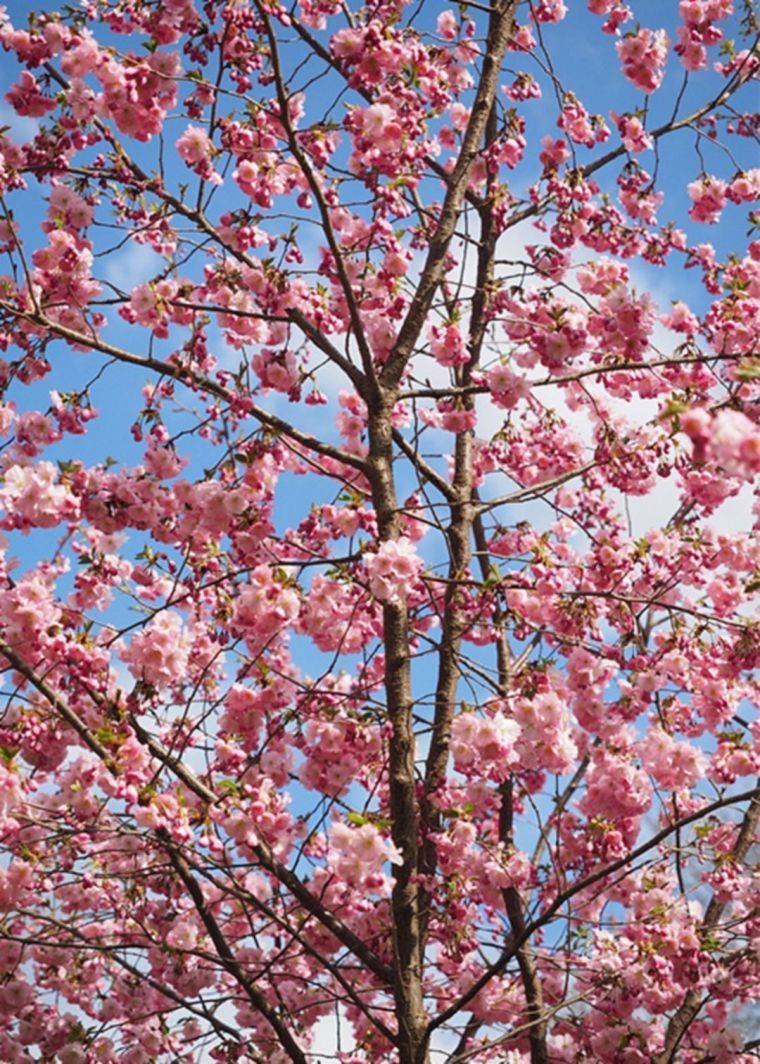 Cherry Blossom Tree
