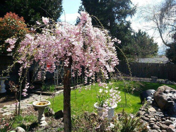 Great Gardening Ideas