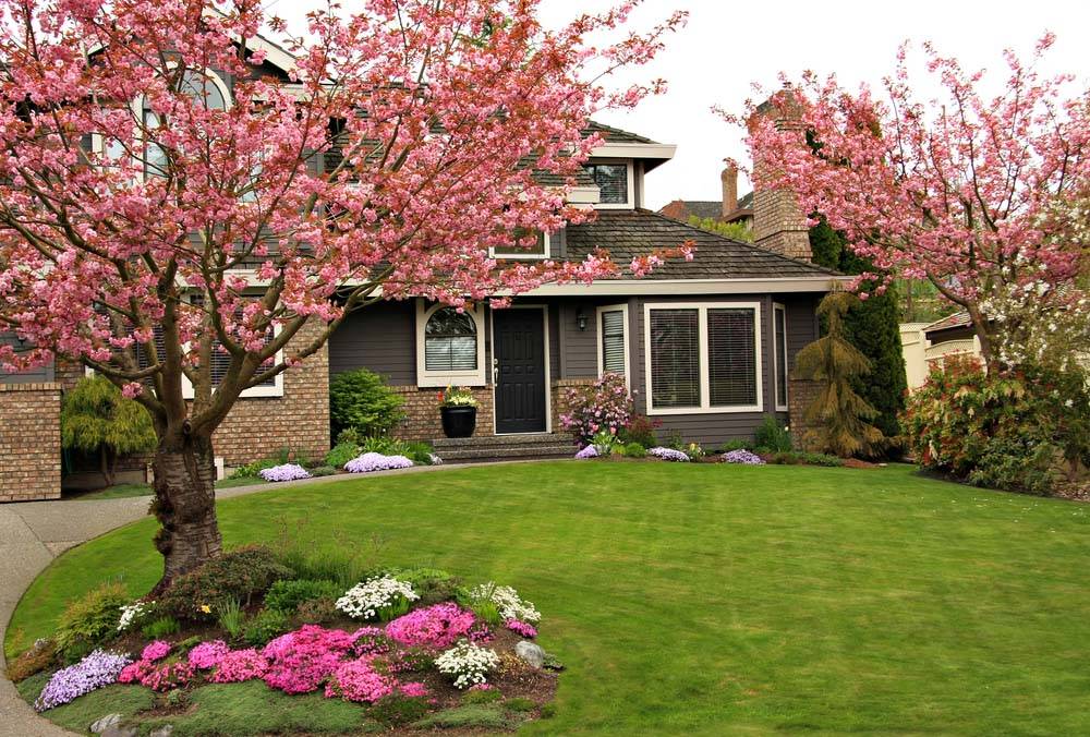 Weeping Cherry Tree