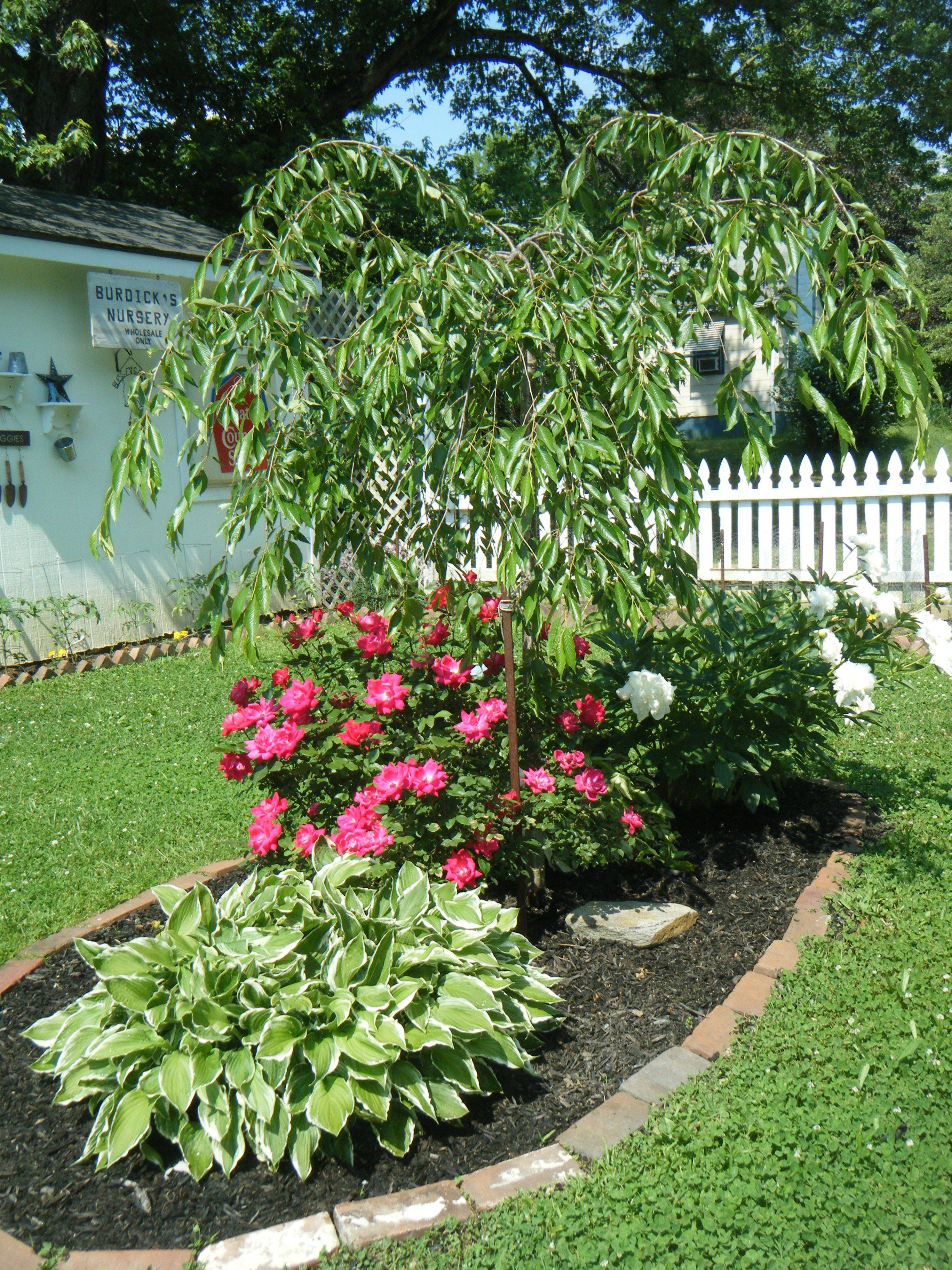Weeping Cherry Tree Planting Flowers