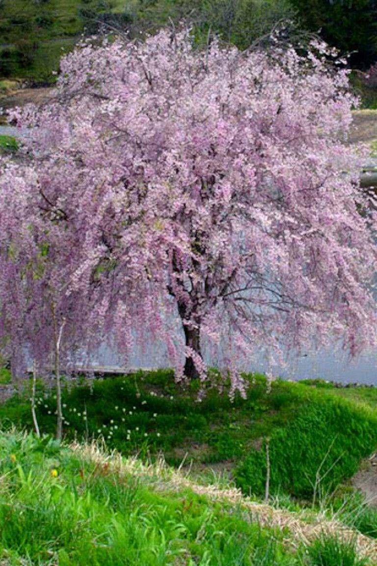 Weeping Cherry Tree