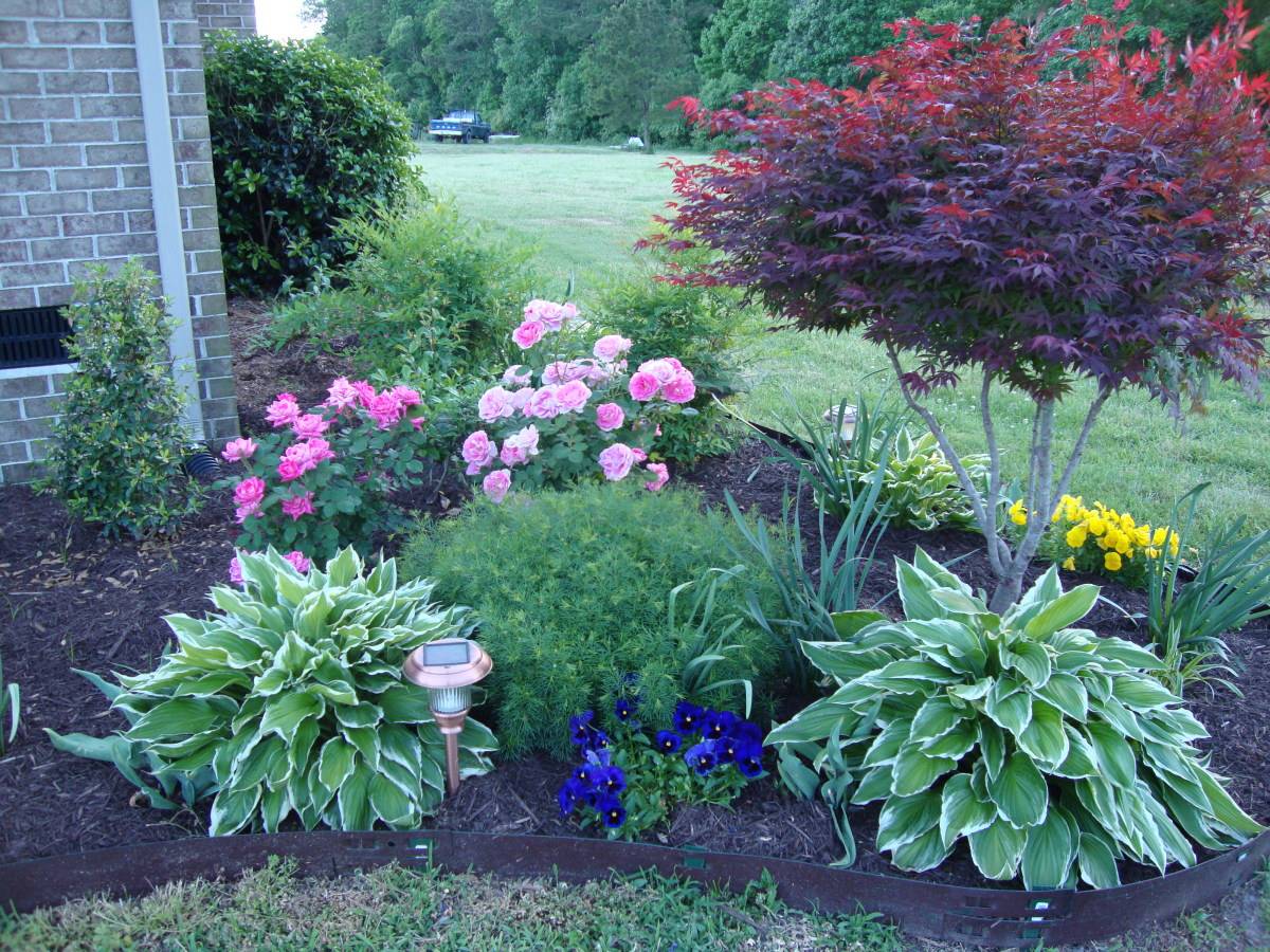 Adorable Flowering Plants