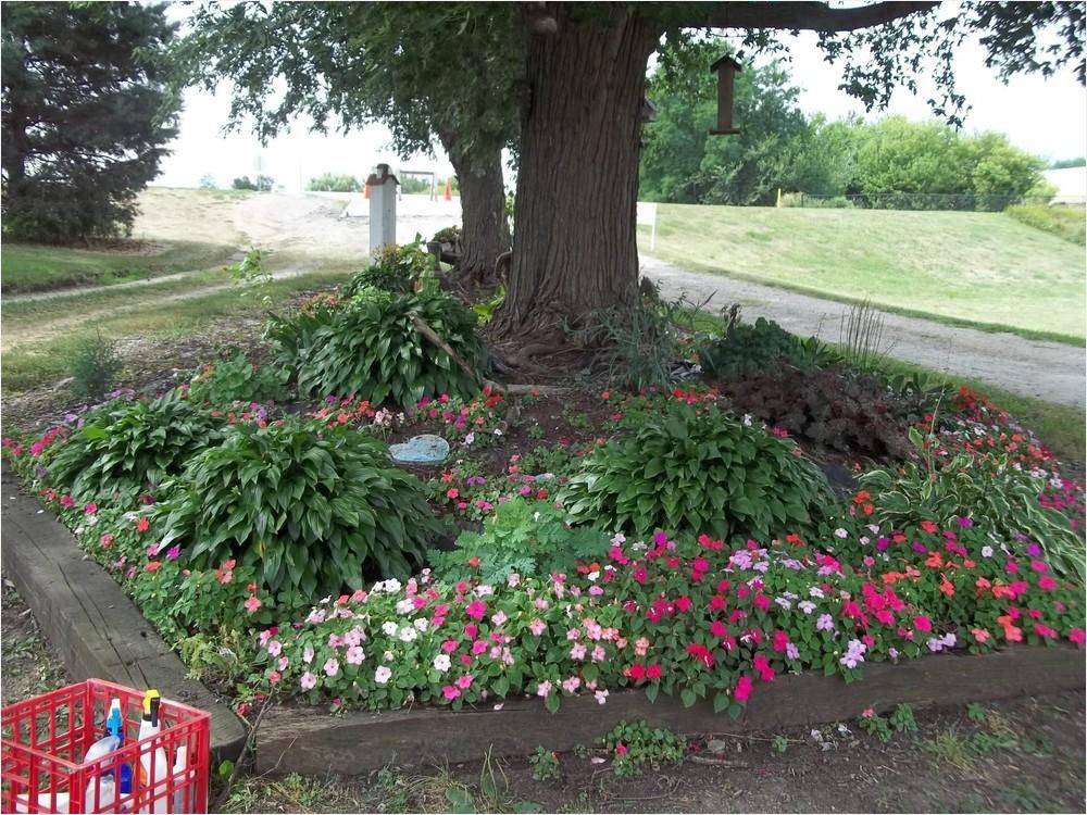 Beautiful Flowers