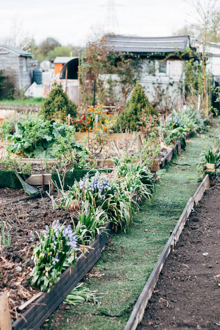 Really Useful Allotment Ideas