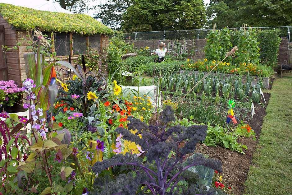My Allotment Corner