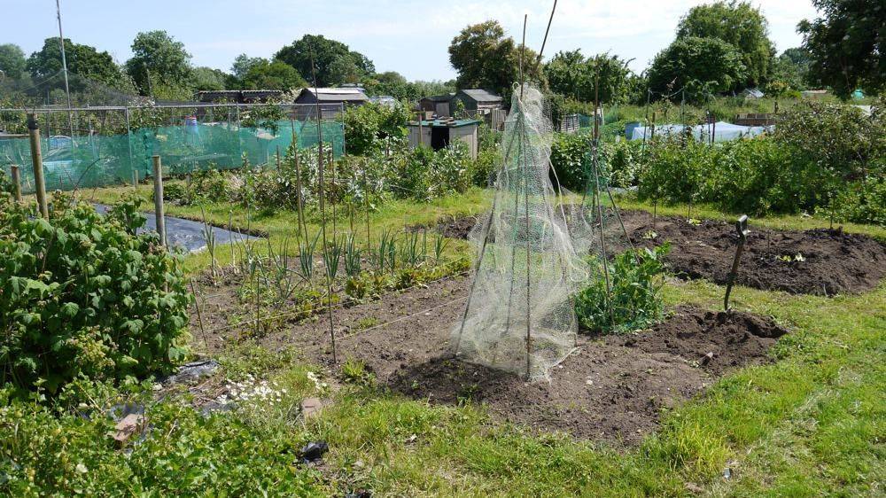 Allotment Ideas