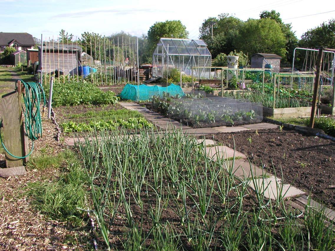 Shedworking Allotment Shed Roof