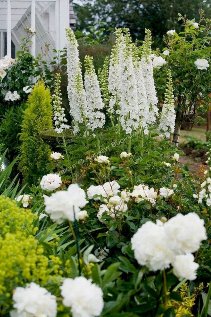 White Plants Garden Ideas